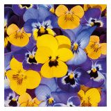 Ubrousky TaT 33x33cm Looking Pansies