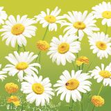 Ubrousky DAISY L (20ks) Lovely Marguerites on Green