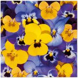 Ubrousky PAW TETE L (20ks) Looking Pansies