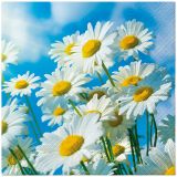 Ubrousky PAW TETE L (20ks) Sun Daisies