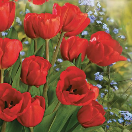 Ubrousky DAISY L (20ks) Bunch of Red Tulips