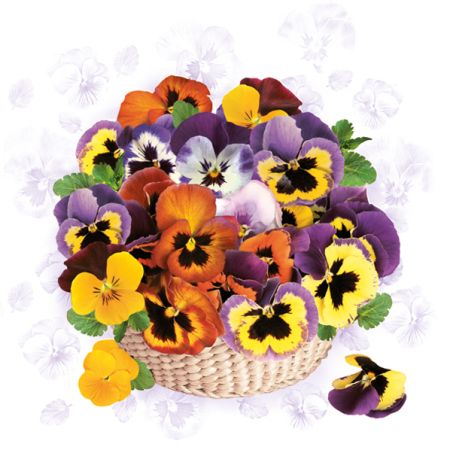 Ubrousky DAISY L (20ks) Colourful Pansies