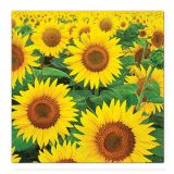 Obrúsky TaT 33x33cm Sunflowers Field