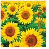 Ubrousky PAW TETE L (20ks) Sunflowers Field