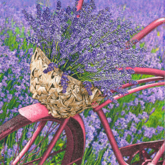 Pol-Mak  Ubrousky DAISY L (20ks) Lavender Bicycle