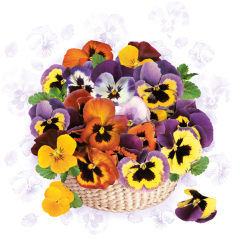 Pol-Mak  Ubrousky DAISY L (20ks) Colourful Pansies