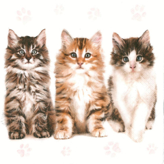 Pol-Mak  Ubrousky MAKI L (20ks) Three Beautiful Cats